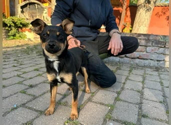 Tina, geb. 01.2026, 32cm sucht ihre Menschen für Abenteuer