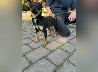 Tina, geb. 01.2026, 32cm sucht ihre Menschen für Abenteuer