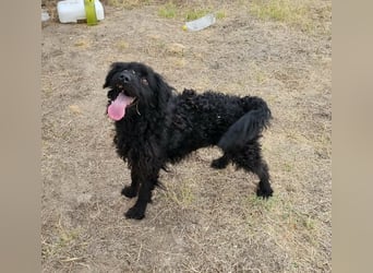 Anka, geboren 01.03.2025, 39cm sucht ihre Chance