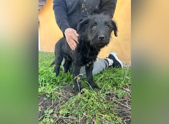 Tommy, geb. 12.2025, 36cm sucht sein Körbchen