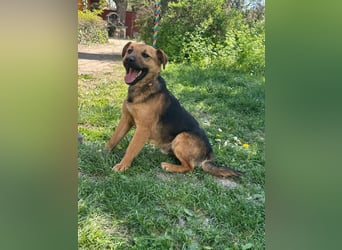 Bendeguz, geboren 01.02.2024, 39cm sucht Hoffnung