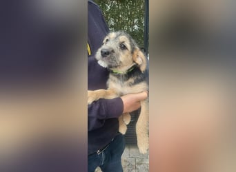 Bradley, geboren 19.10.2025, 32cm sucht sein Zuhause