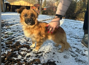 Leo, geboren 12.05.2023, 31cm sucht sein Glück