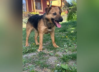 Bendeguz, geboren 01.02.2024, 39cm sucht Hoffnung