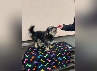 Grizzly, geboren 2021, 32cm sucht seine Menschen