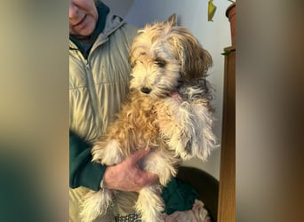 Levi, 12 Wochen, 29cm sucht geduldvolles Zuhause