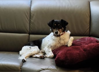 Milo, geboren 21.05.2023, 43cm sucht sein Zuhause (Pflegestelle in Deutschland)