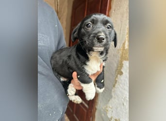 Flower, geboren 22.12.2025, 21cm sucht ihr Körbchen