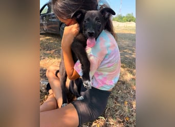Danny, geboren 25.05.2026, 29cm sucht seine Menschen