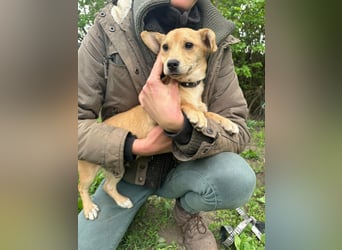 Yoda, geboren 13.01.2026, 26cm sucht sein Zuhause