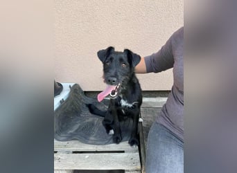 Terka, geboren 01.08.2024, 40cm sucht liebevolles Zuhause
