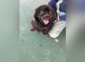 Nico, geboren 06.06.2024, 34cm sucht sein Körbchen