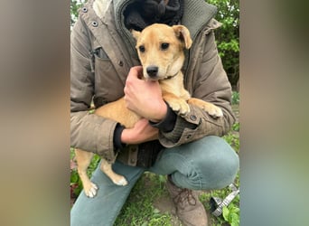 Yoda, geboren 13.01.2026, 26cm sucht sein Zuhause