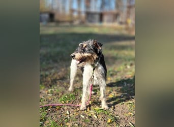 Arda, geboren 01.08.2015, 32cm sucht ihr Zuhause