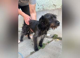 Pixie, geboren 02.11.2025, 33cm sucht ihr Zuhause