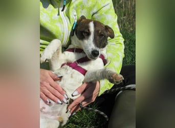 Szamoca, geboren 06.2025, 35cm sucht ihre Familie
