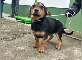 Chris, geboren 26.10.2025, 30cm sucht DICH!