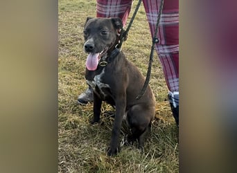 Hailey, geboren 25.01.2025, 39cm sucht aktives Zuhause