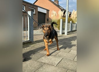 Marko, geboren 26.06.2025, 40cm sucht neues Zuhause