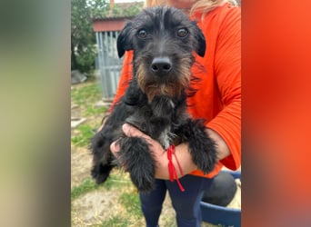 Pixie, geboren 02.11.2025, 33cm sucht ihr Zuhause