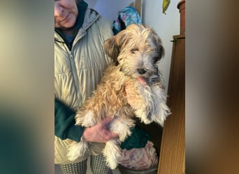 Levi, 12 Wochen, 29cm sucht geduldvolles Zuhause