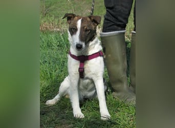 Szamoca, geb. 06/2025, 35 cm, sucht ihre Herzensmenschen