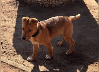 Koda, geboren 01.11.2025, 35cm sucht sein Körbchen
