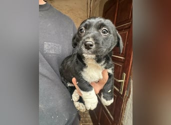 Flower, geboren 22.12.2025, 21cm sucht ihr Körbchen