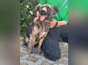 Nina, geb. 04.2025, 33cm sucht ihr Zuhause