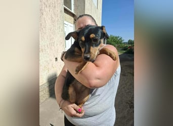 Jade, 8 Monate, 40cm sucht liebevolles Zuhause