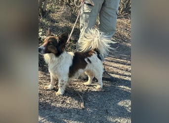 Aldo, geboren 20.02.2024, 34cm sucht seine Menschen