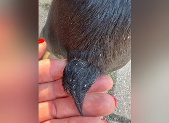 Tina, geboren 20.01.2026, 32cm sucht ihr Glück