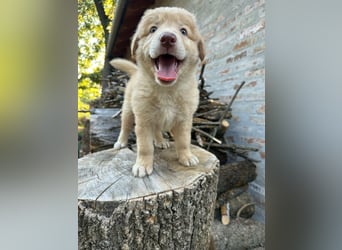 Sari, geboren 25.04.2026, 30cm sucht ihre Familie