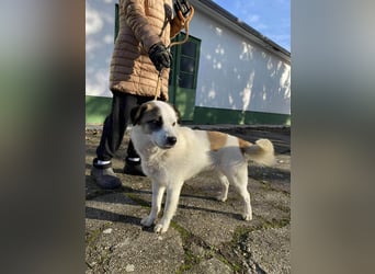 Cooper, geboren 01.07.2023, 40cm sucht sein Glück