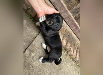 Flower, geboren 22.12.2025, 21cm sucht ihr Körbchen