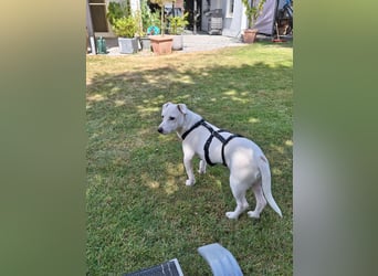 Zeno, geb. 01.2026, 25cm sucht seine Menschen