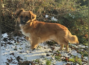 Leo, geboren 12.05.2023, 31cm sucht sein Glück