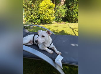 Zeno, geb. 01.2026, 25cm sucht seine Menschen