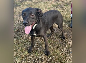 Hella, geboren 25.01.2025, 42cm sucht ihr Für-immer-Zuhause