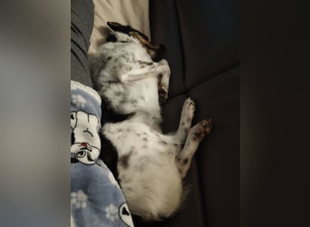 Milo, geboren 21.05.2023, 43cm sucht sein Zuhause (Pflegestelle in Deutschland)