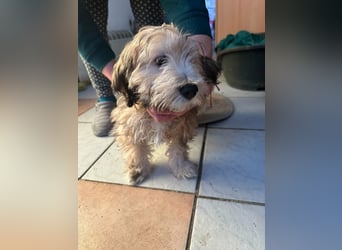 Levi, 12 Wochen, 29cm sucht geduldvolles Zuhause