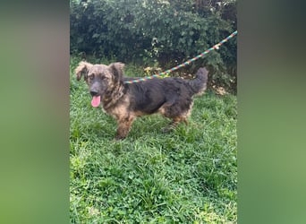 Nina, geb. 04.2025, 33cm sucht ihr Zuhause