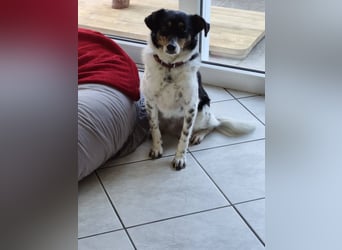 Milo, geboren 21.05.2023, 43cm sucht sein Zuhause (Pflegestelle in Deutschland)