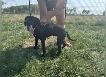 Hella, geboren 25.01.2025, 42cm sucht ihr Für-immer-Zuhause