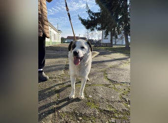 Cooper, geboren 01.07.2023, 40cm sucht sein Glück