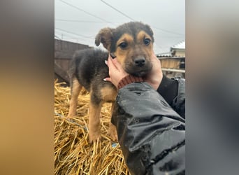 Mancs, geboren 04.10.2025, 30cm sucht leibevolles Zuhause