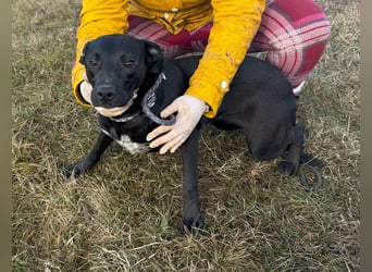 Hetty, geb. 01.2025 sucht ihre Menschen