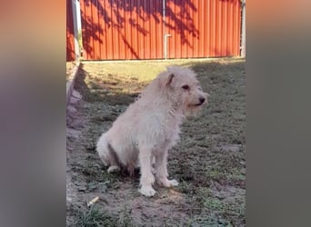 Fredi, 1,5 Jahre, 35cm sucht sein Körbchen