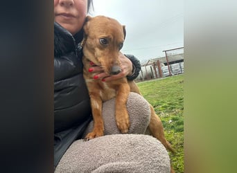 Bubu, geboren 10.05.2025, 35cm sucht Familienanschluss