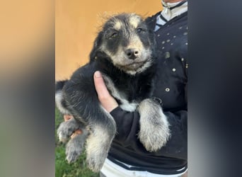 Timon, geb. 12.2025, 35cm sucht seine Abenteurer